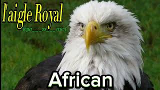 laigle Royal 🦅 african 🏌️ [upl. by Yhtimit]