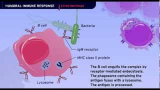 The Humoral Immune Response [upl. by Hayashi]