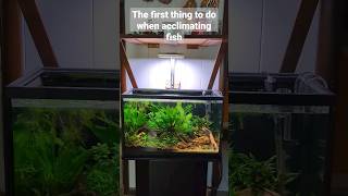 How to acclimate new fish to your freshwater aquarium so they thrive 💦🐟 shorts aquarium fishtank [upl. by Boonie918]