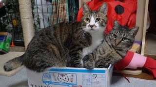 甘えん坊しに来てるのかと思いきやお兄ちゃん猫の命を静かに狙いに来てる弟猫 【リキちゃんねる 猫動画】 キジトラ 猫のいる暮らし [upl. by Reinhard]