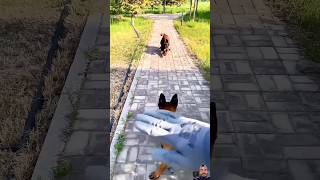 German Shepherds Just Got Cooler germanshepherd dog anime phonk remix pets [upl. by Aekin823]