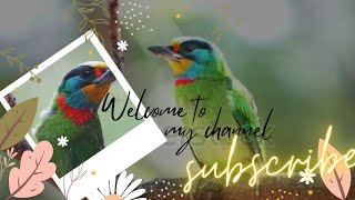 Taiwan Barbet Jewel of the Forests 🐦🐦🐦 [upl. by Eleen198]