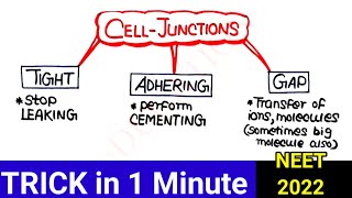 Cell Junctions 1 Minute में याद🔥 Easiest Tricks  Neet 2022 [upl. by Rehpotsirhcnhoj741]