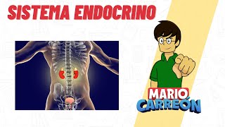 Sistema Endocrino 🧠 [upl. by Nahama198]