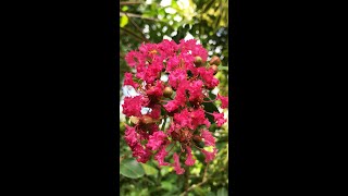 Tonto Crape Myrtle Tree  Fuschia Red crepe myrtle bushes Lagerstroemia indica [upl. by Pooley]