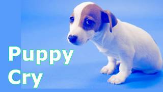 Puppy Crying Sound  Dog Crying Sound Effect to Stimulate Your Dog [upl. by Sigmund]