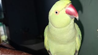 yah donon bahut jyada Badmash Ho GayaSanatan Dharmshortvideos parrotparrot cuteparrot cutebird [upl. by Aileve152]