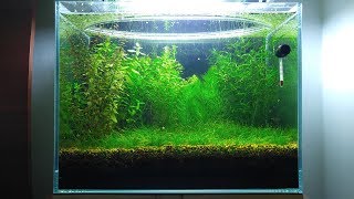 5 Months Update Baby Food Shrimplets Brine Shrimp Infusoria NO filter NO CO2 NO Ferts 5 Gallon [upl. by Nema158]