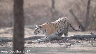 Pench MP Collarwali [upl. by Grimona]