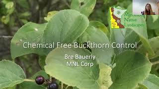 Chemical Free Buckthorn Control [upl. by Omle]