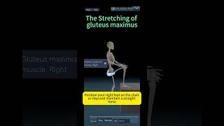 Gluteus Maximus stretching [upl. by Yllim305]