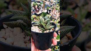 Haworthia limifolia white variegated HKF6 from cactus nishi japan haworthia succulents white [upl. by Ennaul]