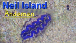 Maxima Clam fauna changes colour when touchedNeil Island Andaman ExplorerentertainerTia1176 [upl. by Nerrot]