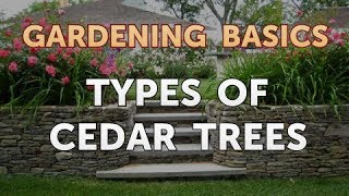 Types of Cedar Trees [upl. by Paulina]