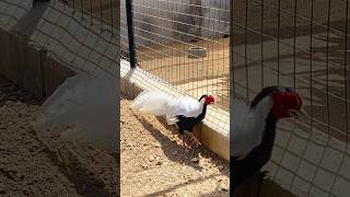 A showy bird Silver Pheasant or White Phoenix 🤍 at Rajali Birds Park pheasant [upl. by Rotsen307]