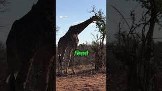 Giraffe Life Facts animals wildanimalfacts animalfacts facts animalshorts trendingshorts [upl. by Alasdair954]