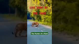 Tiger kills deer in front of tourists tiger wildlife deerhunting jimcorbett [upl. by Zeidman]