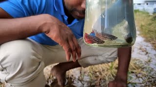 Catching betta fish in the wild 😮Tamil JENISH KJ [upl. by Yzzik]