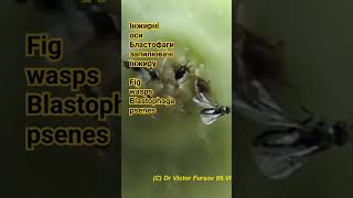 How are fig wasps Blastophaga psenes emerging from caprifig of fig tree Females Agaonidae Chalcids [upl. by Inwat649]