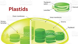 plastids chloroplasts chromoplasts amyloplasts grana Chlorophyll carotenoids thylakoids [upl. by Erual]