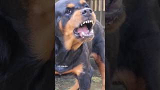 Angry Rottweiler barking sound viral angrypuppy angryanimal rottweilerpuppy angry angry [upl. by Oigimer]