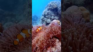 😉CLOWN FISH Indiatamil fish aquarium pets petfish nemo clownfish fishtank freetofly shorts [upl. by Gradeigh245]