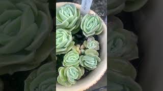 Graptoveria Lovely Rose leafpropagation graptoveria lovelyrose succulentbabies succulent [upl. by Oscar]