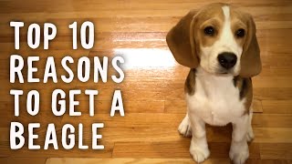 Top 10 Reasons To Get a Beagle [upl. by Adyahs265]