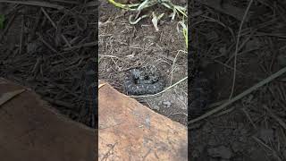 Massasauga rattlesnake flipped under plywood [upl. by Esnahc317]