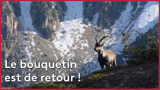 Le retour des bouquetins des Pyrénées [upl. by Aeneus]