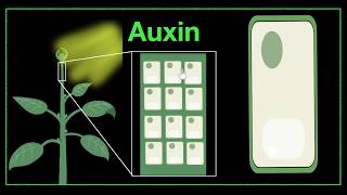 Major plant hormones amp how to remember  Control amp Coordination  Biology  Khan Academy [upl. by Aitak]