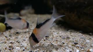 Corydoras adolfoi wild bij Aquarium Speciaalzaak Utaka [upl. by Oilicec]