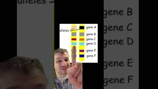 Genes vs Alleles [upl. by Atnwahs]