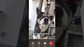 Sapphie the pomsky FaceTime session with Titan [upl. by Analart394]