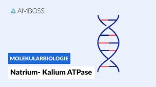 Funktionsweise der NatriumKaliumATPase  Biochemie  Physiologie  AMBOSS Video [upl. by Epotimet819]