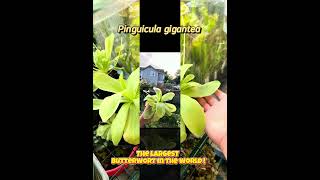 Pinguicula gigantea the biggest butterwort in the world plants garden terrarium biology nature [upl. by Trevlac]