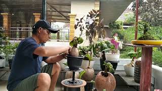 PROSES MENGECAT BATOK BONSAI KELAPA [upl. by Eirlav]