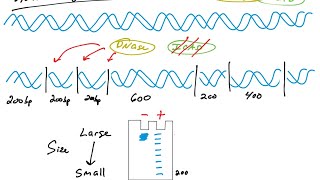 Apoptosis assays DNA fragmentation TUNEL DAPI [upl. by Zinnes]