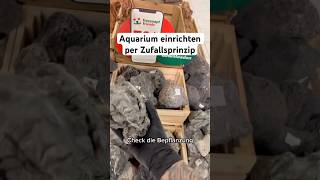 Aquarium einrichten nach Zufallsprinzip aquarium aquascape aquaristik aquariumhobby [upl. by Ramsey739]