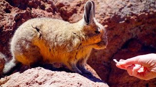 VISCACHA  Горная вискаша южная вискача  Altiplano Bolivia [upl. by Omora]