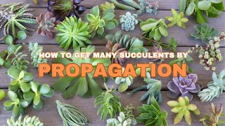 Double Your Succulent Collection in 1 Month with These PROPAGATION Secrets [upl. by Louisette875]