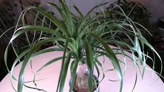 Ponytail Palm Care What to Know [upl. by Htiffirg]