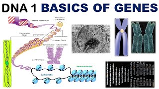 Basics of Genetics  Chromatin  Chromatid  Chromonema  Chromomere  Heterochromatin  Euchromatin [upl. by Sualokcin575]