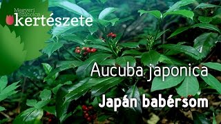 Aucuba japonica  Japán babérsom [upl. by Engedus]