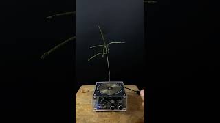 Experiment tesla coil  grass [upl. by Rosene]