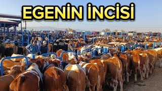 AFYON HAYVAN PAZARI 2 BÖLÜM LİVESTOCK SALES [upl. by Ticon]