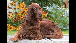 The Irish Setter  Irish Setters UK amp Ireland [upl. by Levins]