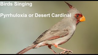 Birds Singing  Pyrrhuloxia or Desert Cardinal  Sounds of Nature [upl. by Cirdla]