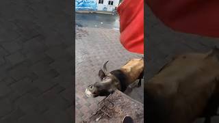 SALIDA DE TORO BRAVO En La CAPEA OZTOC 2024  shorts toros torosbravos short video viral [upl. by Ynohtnanhoj]