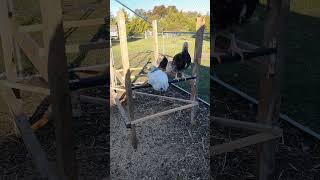 9 week old chicks get new play centre perch chickem rock queen chicks stand cute [upl. by Ilonka425]